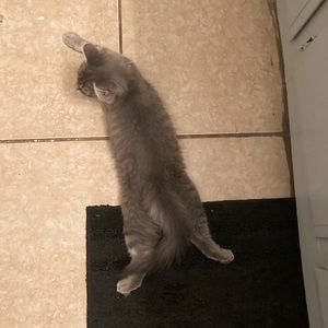 Meet your Posher, Robye